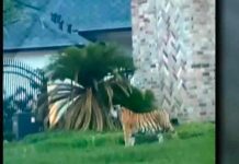 Policía busca tigre de Bengala que ronda por vecindario de Texas estados unidos, tigre, animales, medio ambiente,
