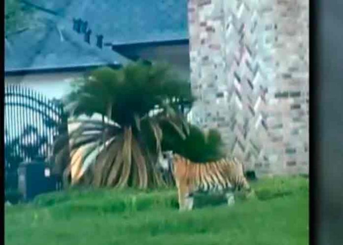 buscan-tigre- estados unidos, tigre, animales, medio ambiente,