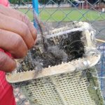 Reportan caída de Cabellos de Ángel en Masaya