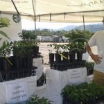 Injertan café y cacao para mejorar la calidad y producción