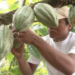 Proyecto PROCACAO beneficiará a más productores en Caribe Norte de Nicaragua