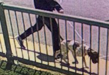 Reportera que informaba sobre el robo de un perro detiene al ladrón estados unidos, perro, robo,
