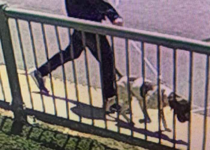 cacho-1 estados unidos, perro, robo,