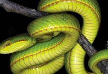 ciencia, serpiente, bacterias, excremento,