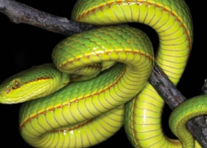 ciencia, serpiente, bacterias, excremento,