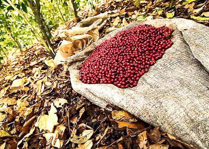 cafe-portada-_PjuHeG5