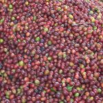 Productores buscan denominación de origen del café segoviano