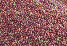 Productores buscan denominación de origen del café segoviano