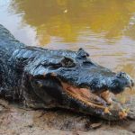 Georgia: Policía somete a caimán tras peligroso forcejeo