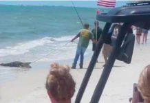 Capturan un caimán de 3 metros en playa de Florida