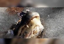 EE.UU: Caimanes asoman su hocico sobre el hielo en busca de aire