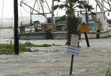 Más de 300 caimanes podrían escapar de una reserva en Texas debido a las inundaciones