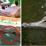 estados unidos, caimanes, parque disney world,