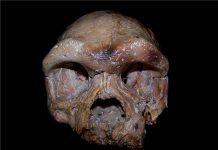Una calavera de 260.000 años sugiere que la humanidad no nació en África