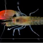 Bautizan a especie de camarón con el nombre de Pink Floyd