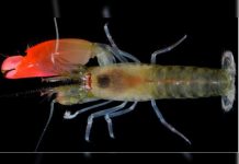 Bautizan a especie de camarón con el nombre de Pink Floyd