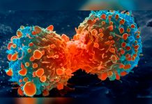 Descubren proceso biológico para mejorar respuesta inmunológica al cáncer