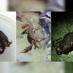 Descubren en Colombia dos especies de cangrejos cavernícolas
