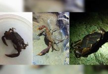 Descubren en Colombia dos especies de cangrejos cavernícolas