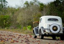 Cangrejos rojos, amarillos y negros invaden Bahía de Cochinos en Cuba
