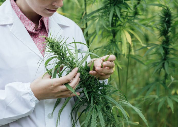 cannabis-estudio