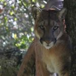 estados unidos, animales, captura, puma,