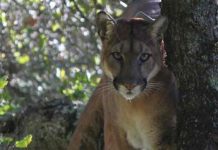 Capturan a puma que se paseaba por las calles de San Francisco estados unidos, animales, captura, puma,