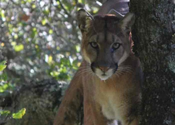 capturan-a-puma- estados unidos, animales, captura, puma,