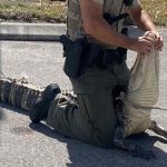 estados unidos, caiman, animales, insolito,