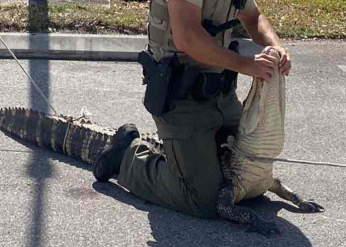 estados unidos, caiman, animales, insolito,