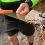 australia, polilla, ciencia,