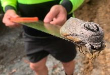 Hallan en Australia una polilla gigante australia, polilla, ciencia,