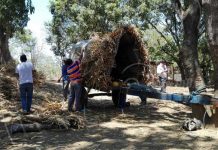 Fe, cultura y religiosidad en carretas peregrinas de Masaya