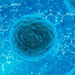 Encuentran células que desarrollan el sistema nervioso del oído