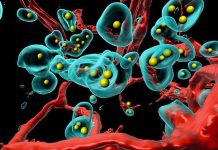 Virus modificado hace que el cáncer se elimine a sí mismo ciencia, salud, celulas, cancer,