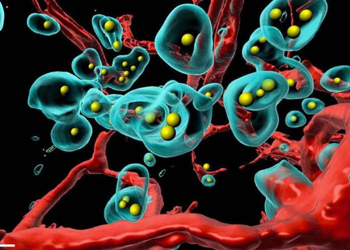 celula ciencia, salud, celulas, cancer,