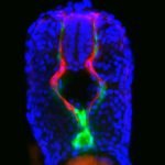 Así nacen las células sanguíneas