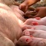 Nace en Cuba un cerdito con cara de mono (Fotos)