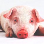 Un cochinillo mutante con ocho patas y dos cuerpos nace en una granja china