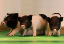 Crean cerdos libres de virus para trasplantes de órganos a humanos