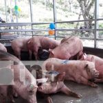 nicaragua, rio san juan, granja,