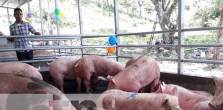 nicaragua, rio san juan, granja,