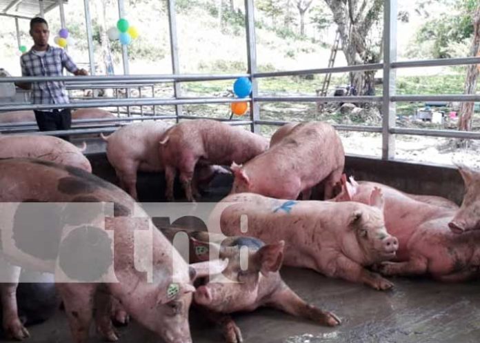 nicaragua, rio san juan, granja,