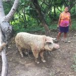Cerdo enfurecido ataca a dos personas en  San Juan de Limay, Estelí