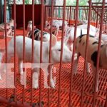 INATEC realizó curso de inseminación de porcinos