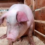 Estos animales obtienen oxígeno a través de sus intestinos ciencia, animales, descubrimientos, estados unidos,