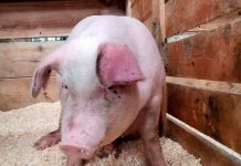 Estos animales obtienen oxígeno a través de sus intestinos ciencia, animales, descubrimientos, estados unidos,