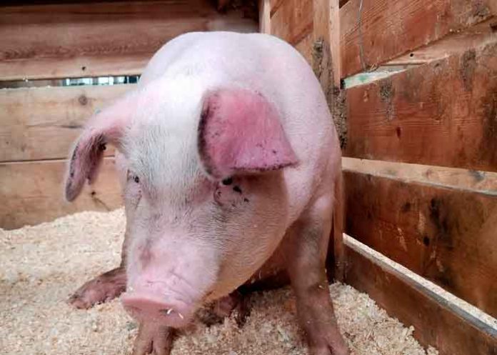 cerdos ciencia, animales, descubrimientos, estados unidos,