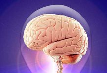 El cerebro es el órgano que da identidad a nuestra especie