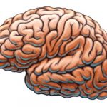 El cerebro bilingüe es más resistente al envejecimiento